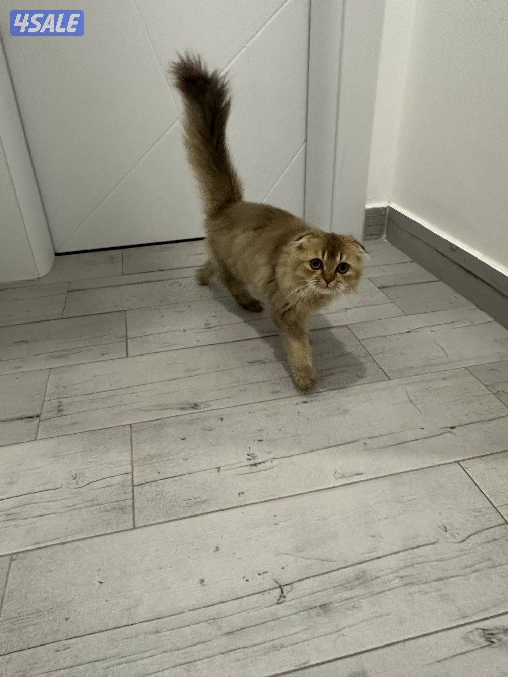 سكوتش فولد1