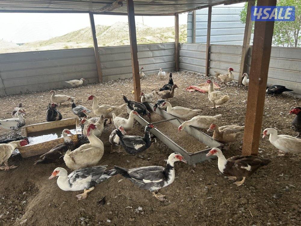 للبيع بيض بط دجاج العراقي الاصلي ملقح وتجميع يومي وبيض بط مصري ملقح0