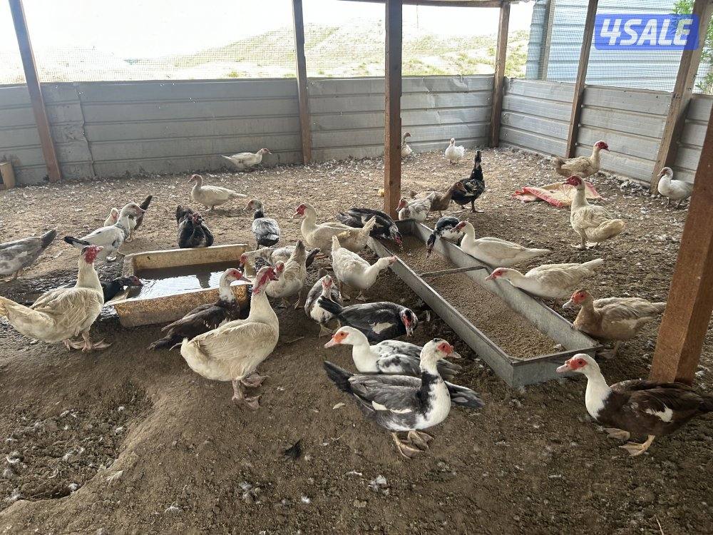 للبيع بيض بط دجاج العراقي الاصلي ملقح وتجميع يومي وبيض بط مصري ملقح1