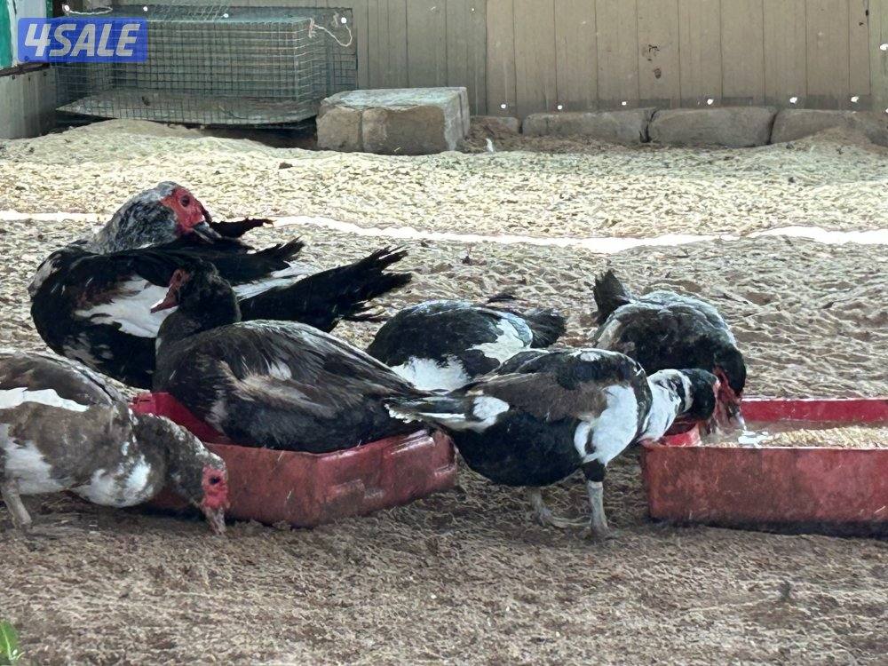 للبيع بيض بط دجاج العراقي الاصلي ملقح وتجميع يومي وبيض بط مصري ملقح2