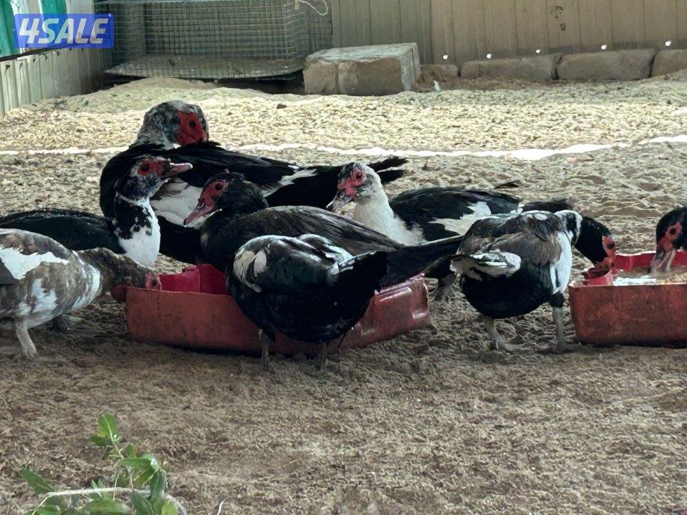 للبيع بيض بط دجاج العراقي الاصلي ملقح وتجميع يومي وبيض بط مصري ملقح3