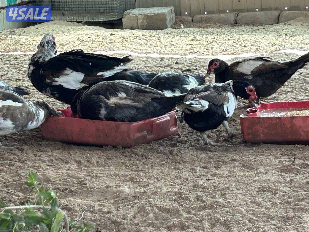 للبيع بيض بط دجاج العراقي الاصلي ملقح وتجميع يومي وبيض بط مصري ملقح4