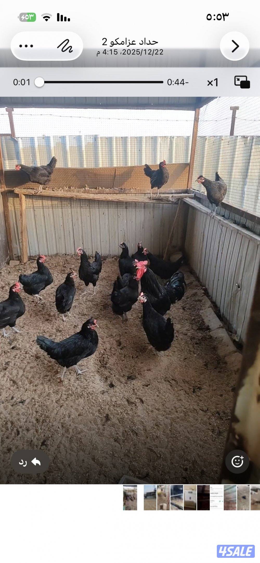 للبيع بيض بط دجاج العراقي الاصلي ملقح وتجميع يومي وبيض بط مصري ملقح5