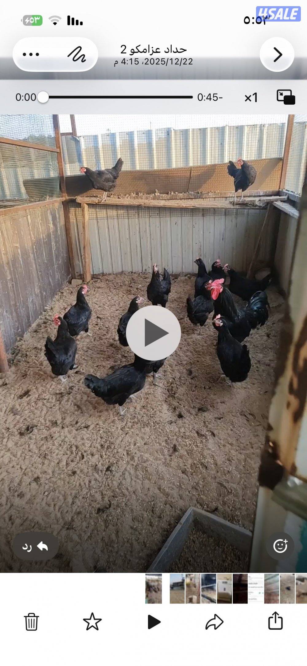 للبيع بيض بط دجاج العراقي الاصلي ملقح وتجميع يومي وبيض بط مصري ملقح6