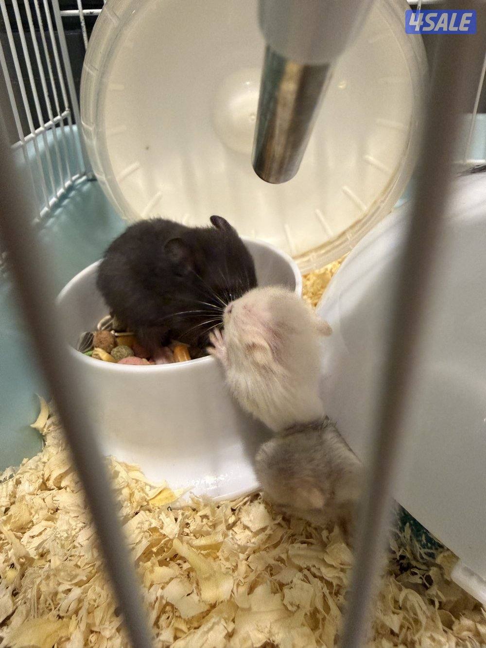 للبيع زوج هامستر مع فروخهم0