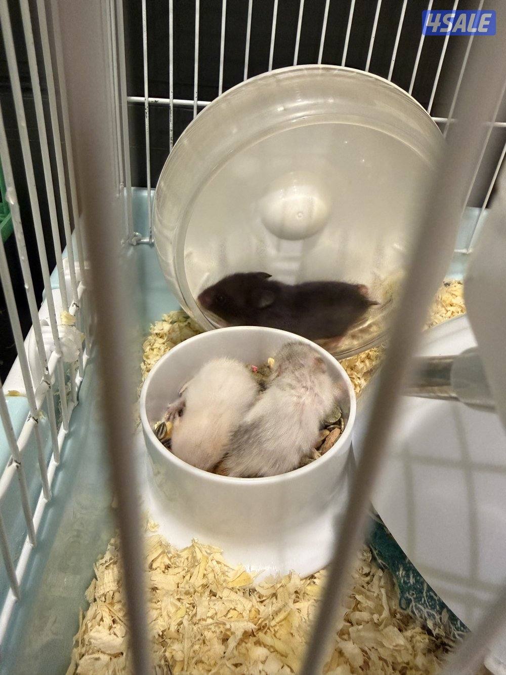 للبيع زوج هامستر مع فروخهم1