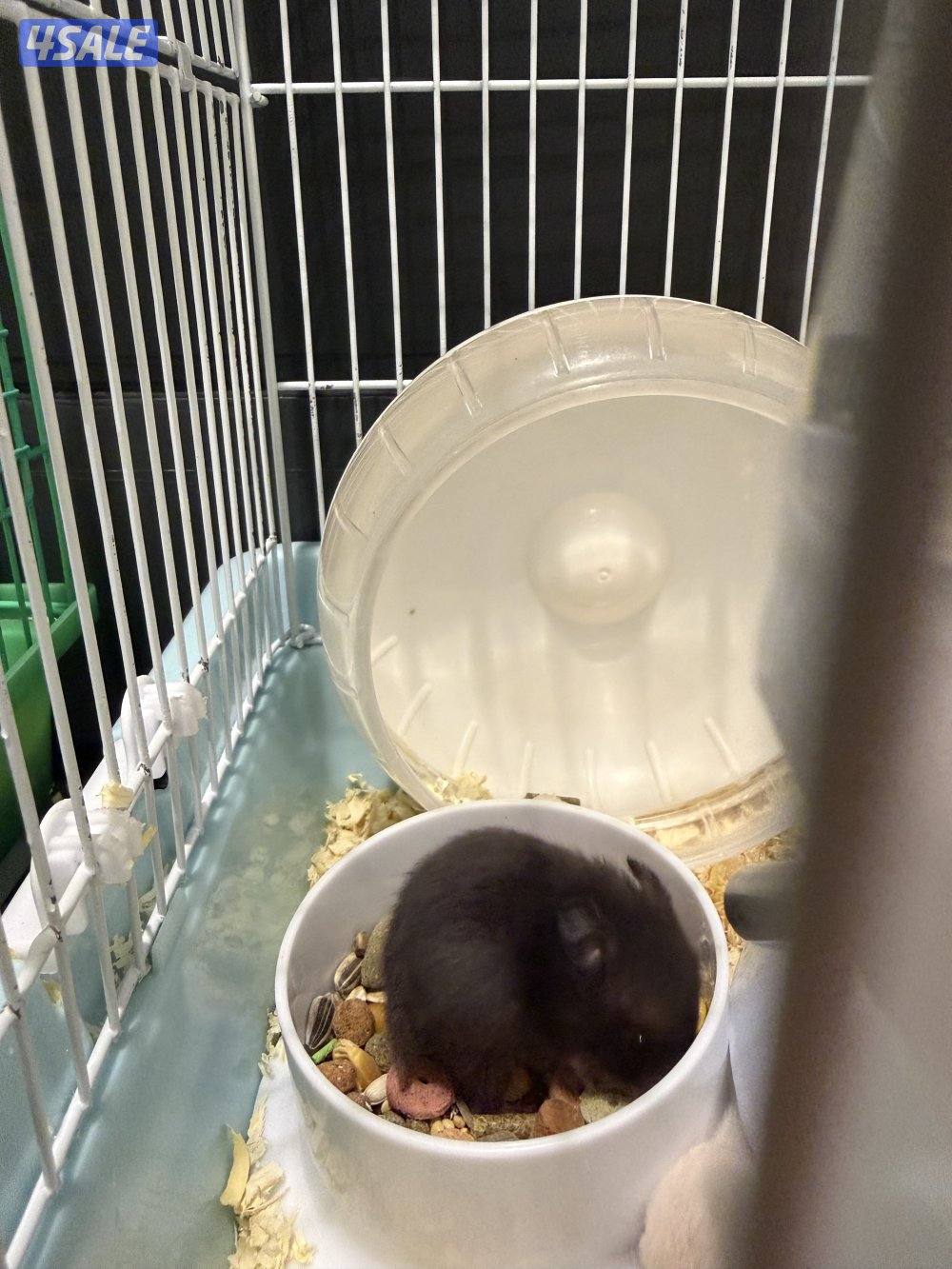 للبيع زوج هامستر مع فروخهم2