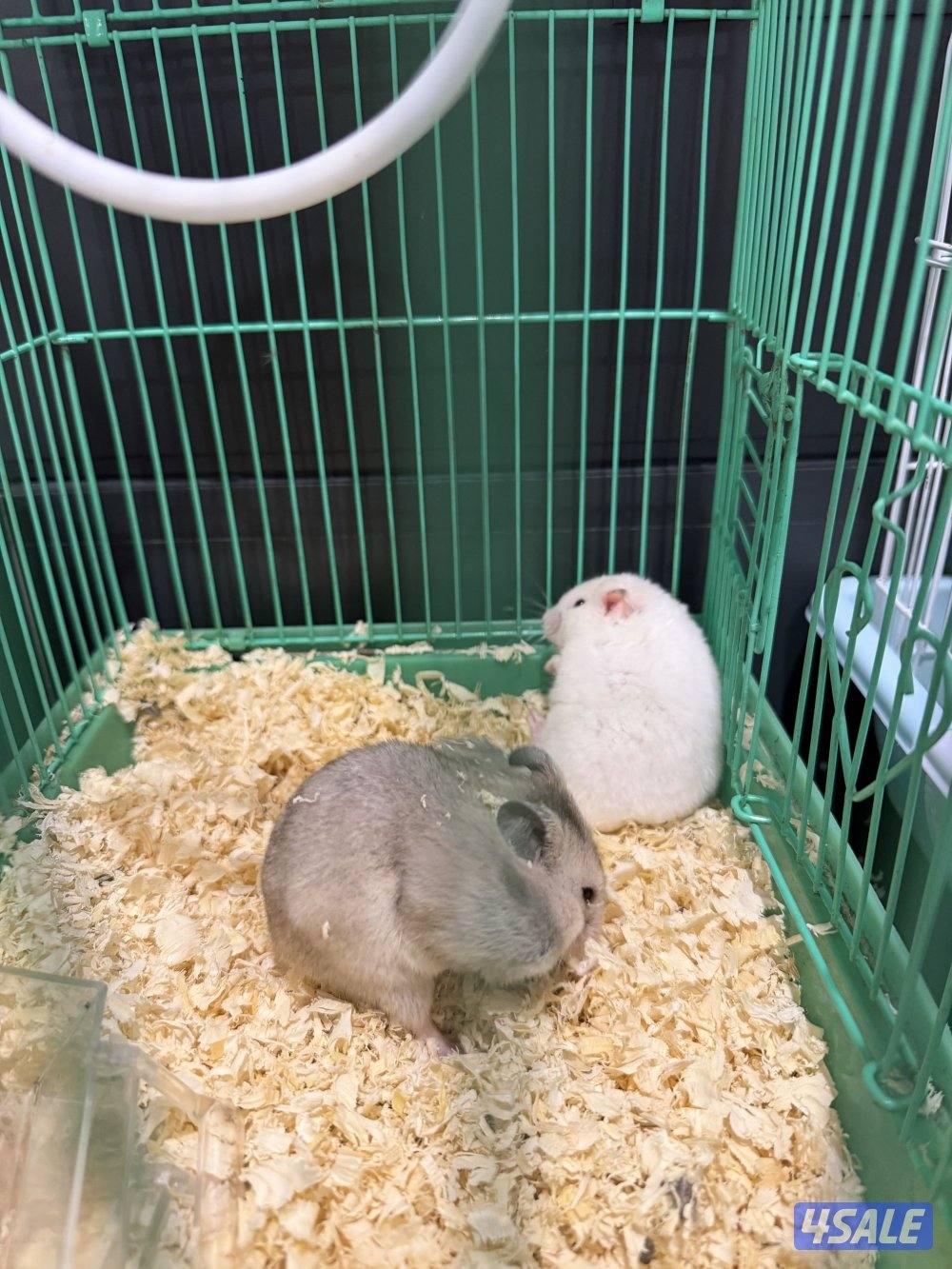 للبيع زوج هامستر مع فروخهم3