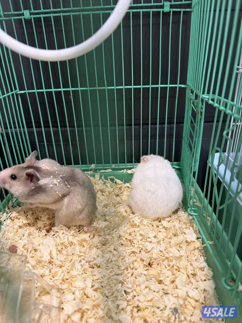 للبيع زوج هامستر مع فروخهم4
