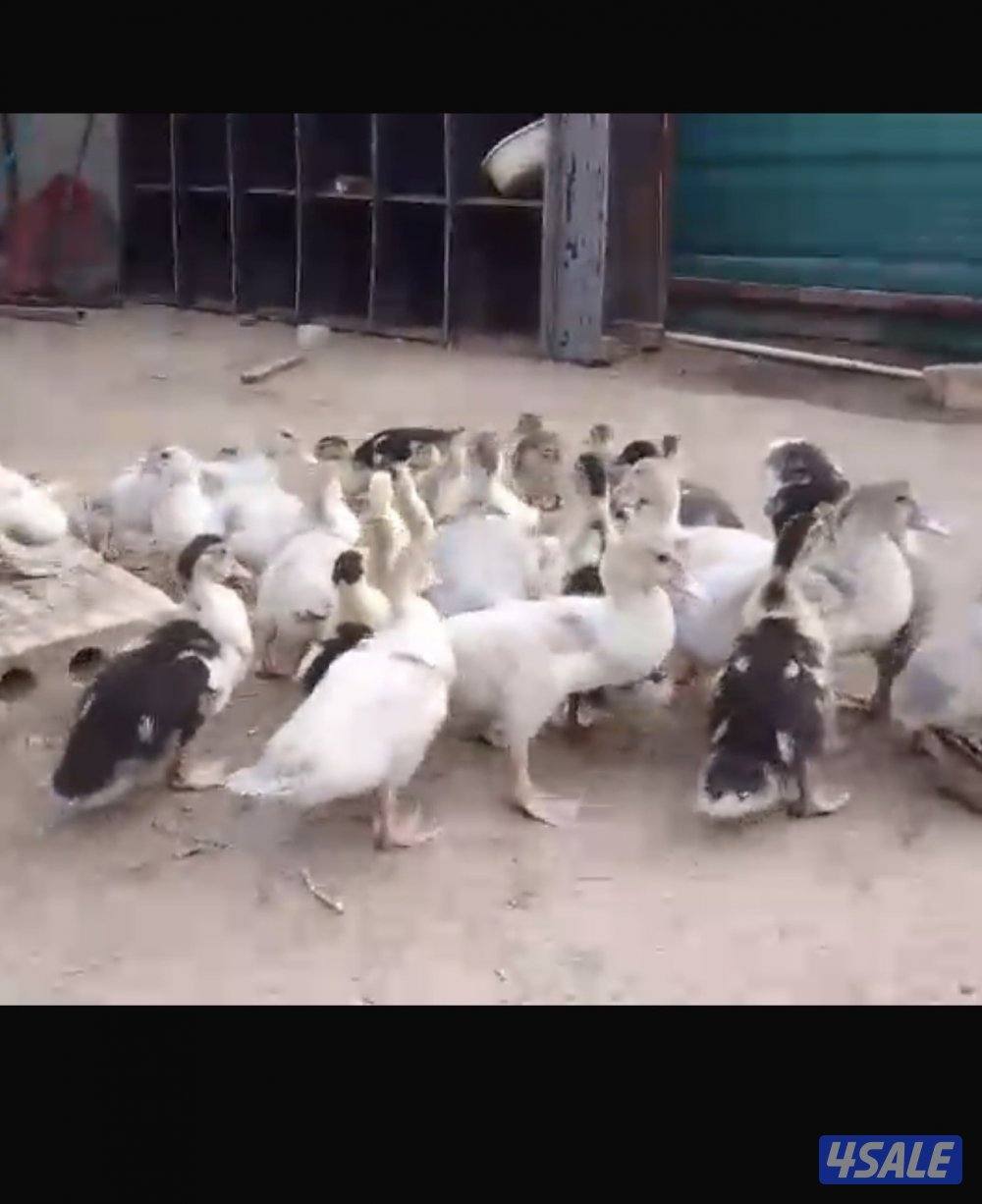 السلام عليكم للبيع فروخ بط مصري العمر شهر0