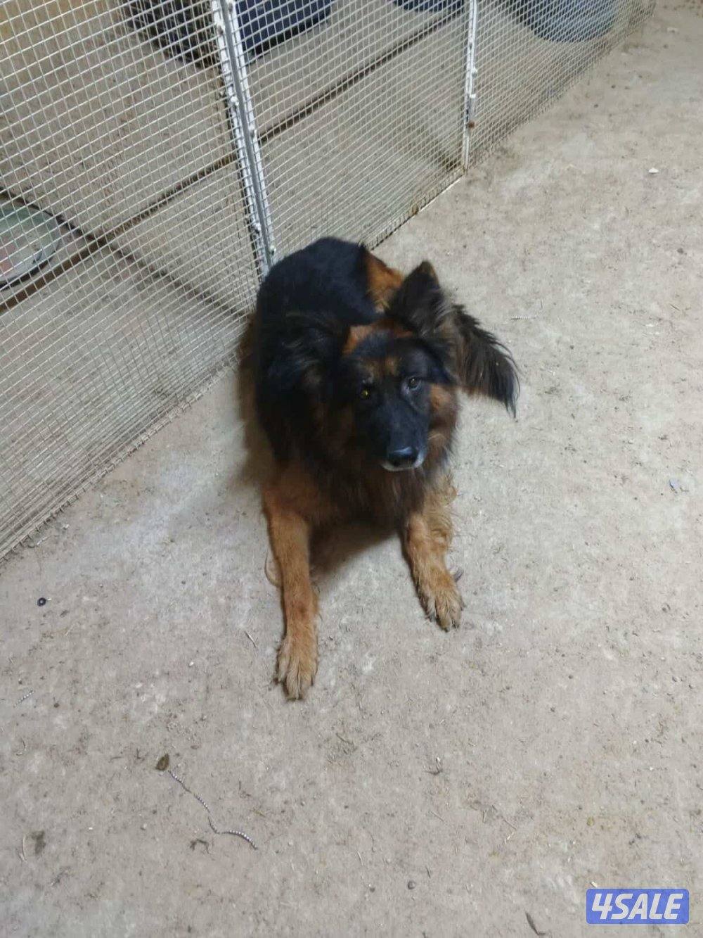 للبيع جيرمن بيعه سريعة0