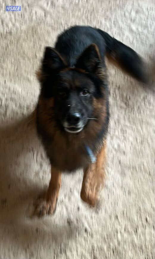للبيع جيرمن بيعه سريعة2