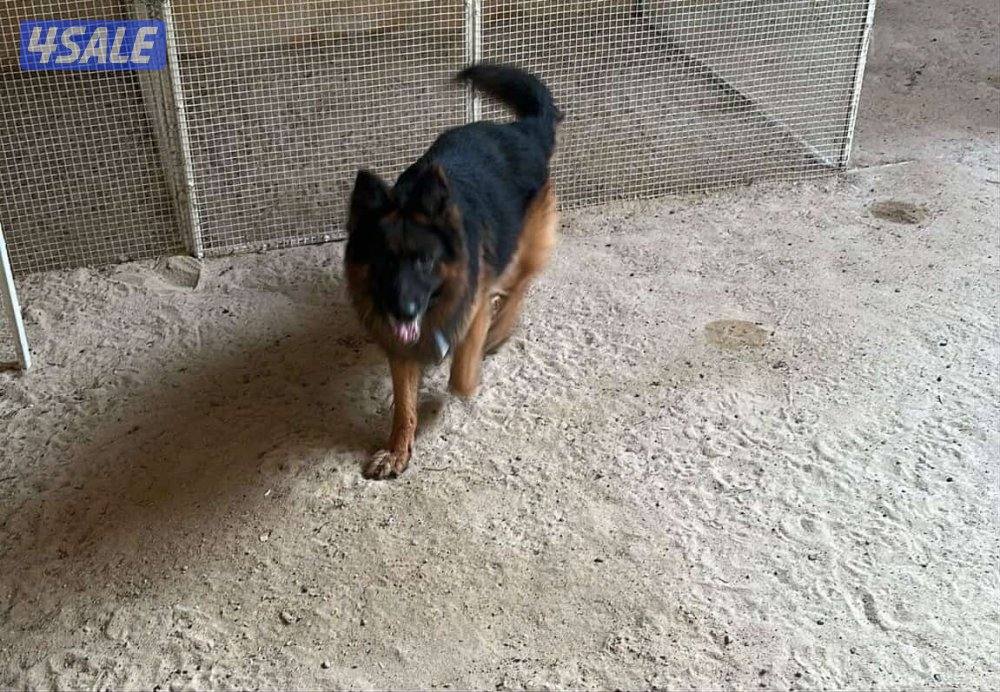 للبيع جيرمن بيعه سريعة1