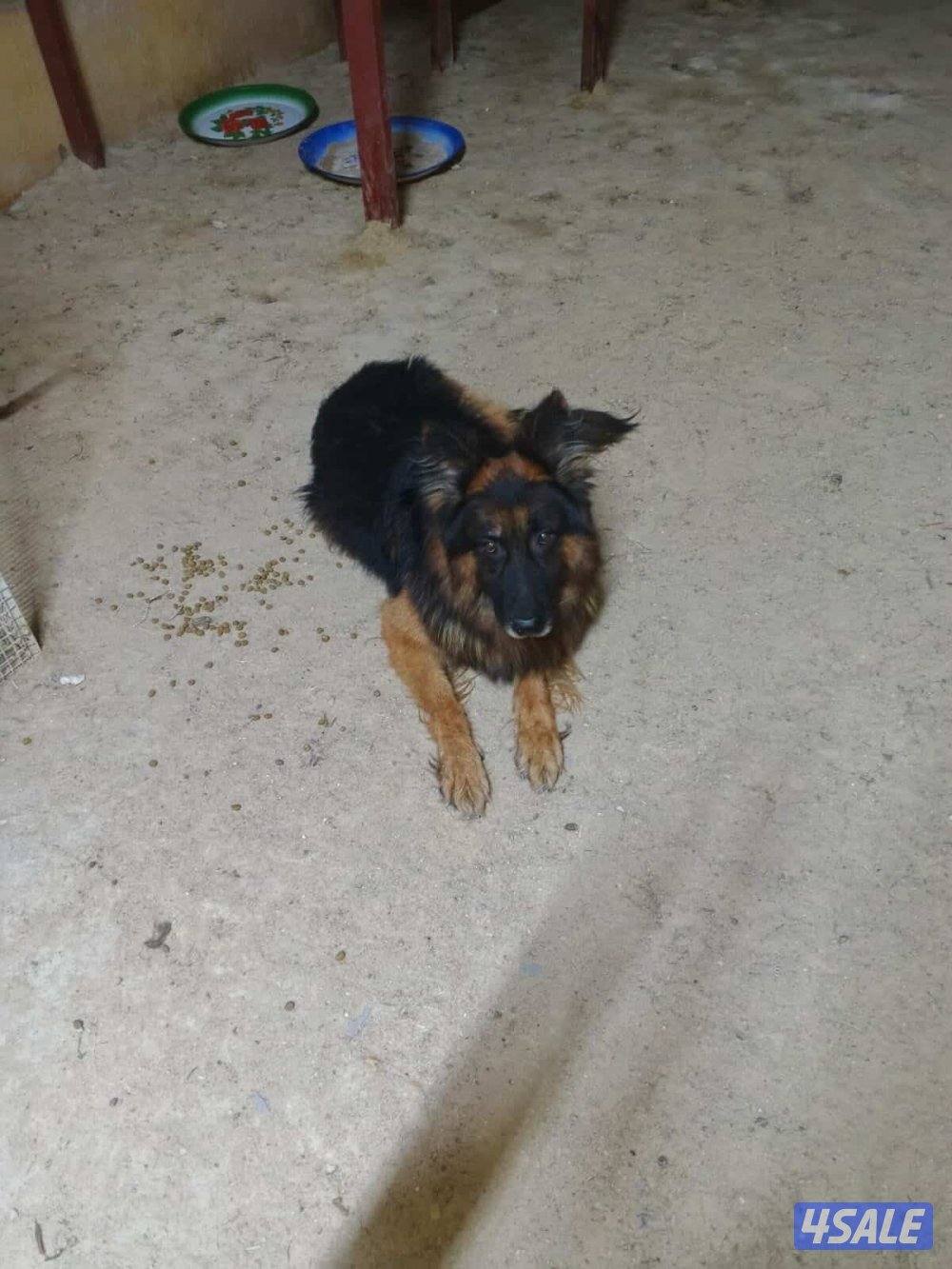 للبيع جيرمن بيعه سريعة3
