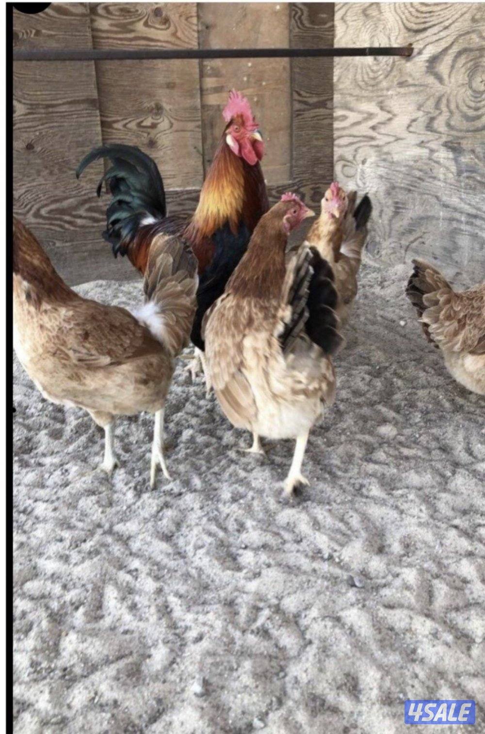 للبيع بيض دجاج عربي ودندراوي0