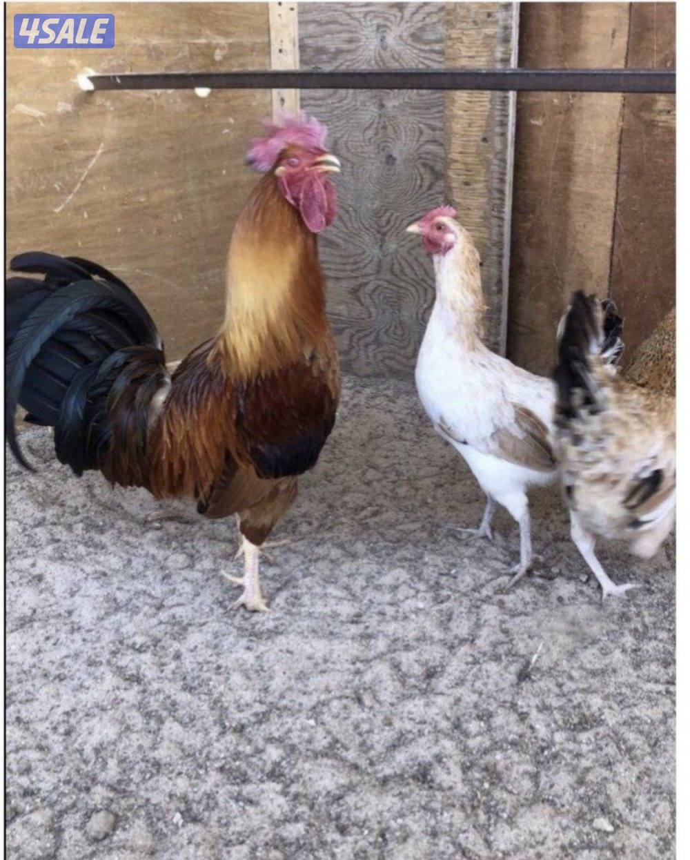 للبيع بيض دجاج عربي ودندراوي1