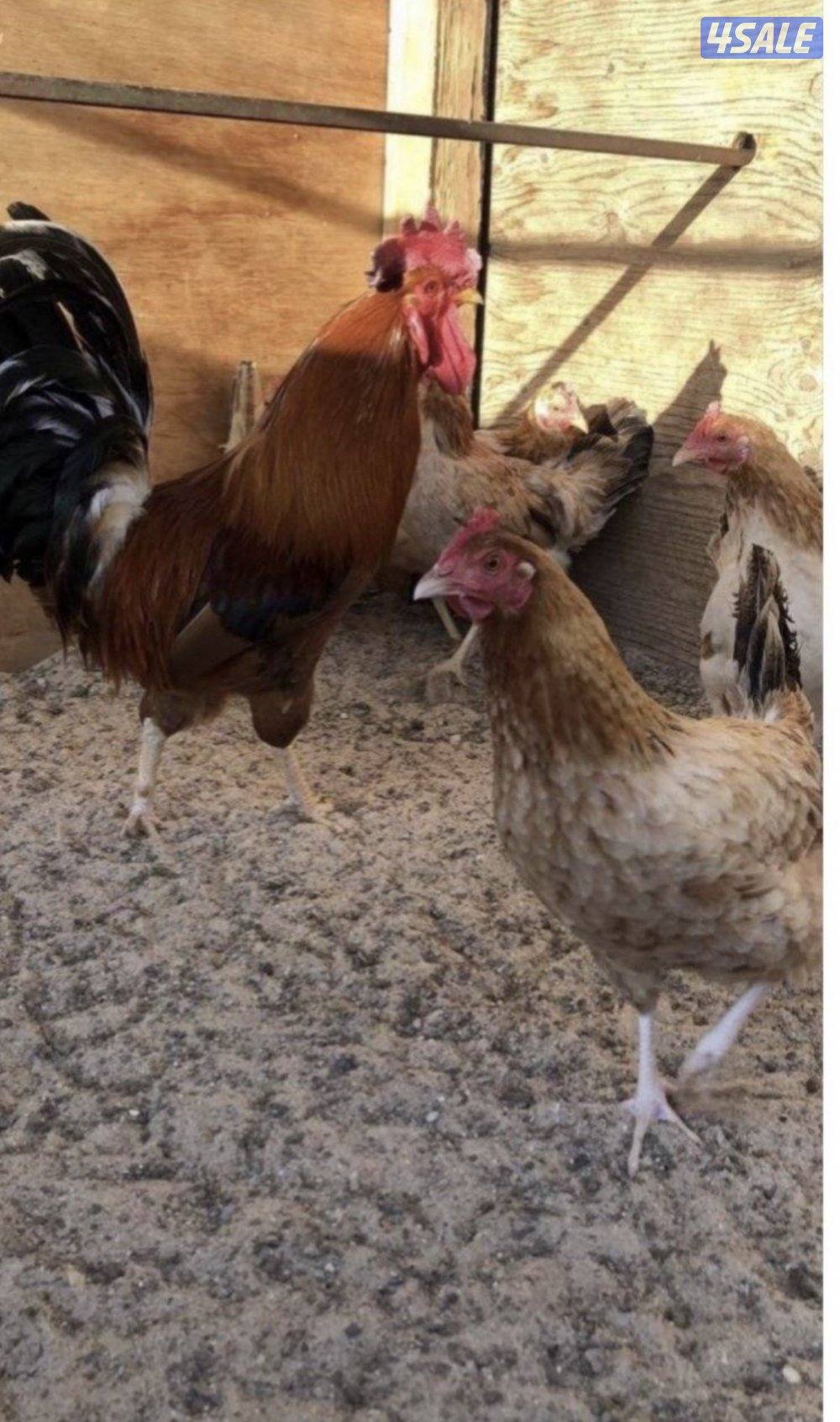 للبيع بيض دجاج عربي ودندراوي2