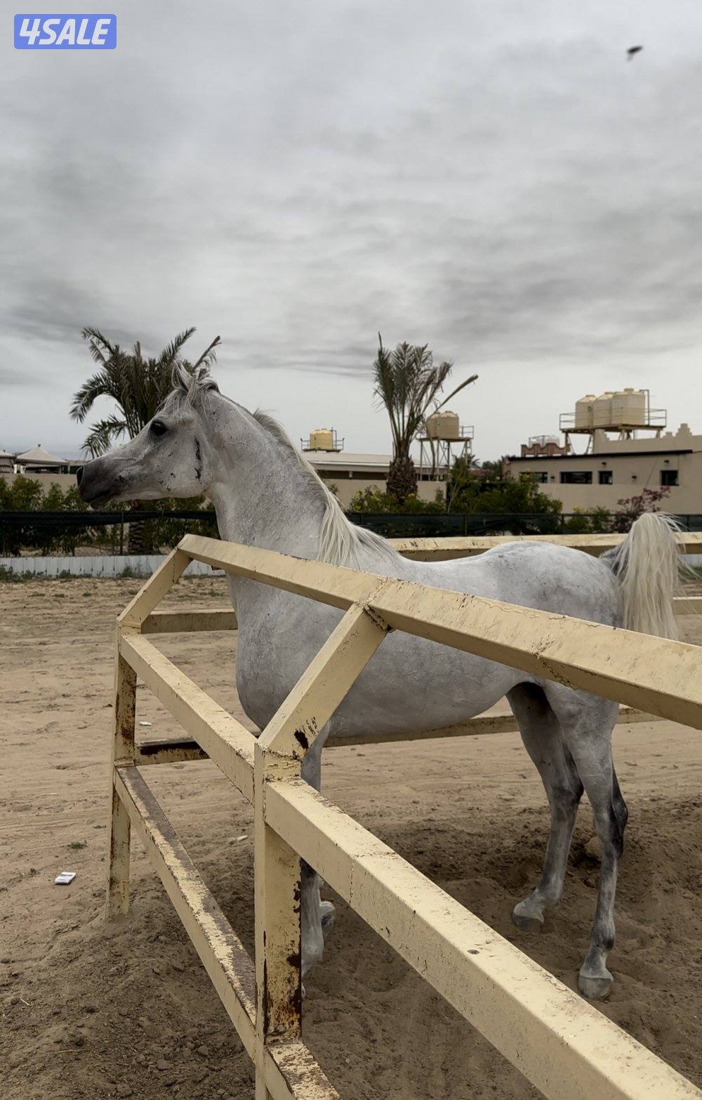 فحل مصري بيور ولد بحر الوعب0