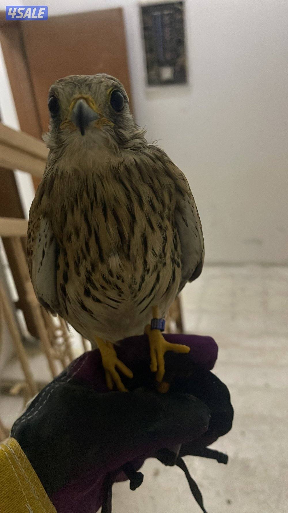 لبيع في مدرب و في  مو مدرب السعر حسب الطير يوجد توصيل لجميع مناطق0