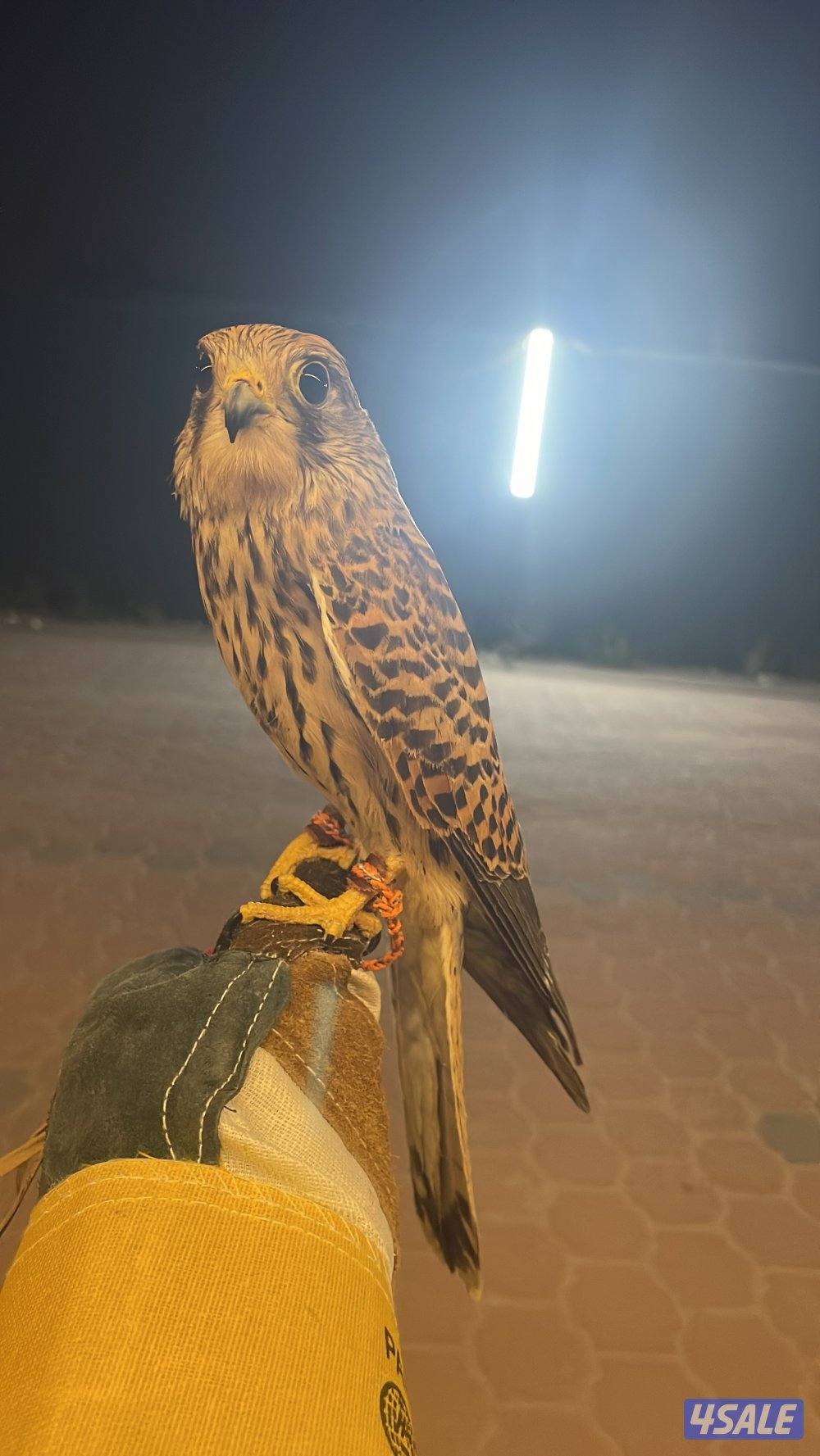 لبيع في مدرب و في  مو مدرب السعر حسب الطير يوجد توصيل لجميع مناطق2