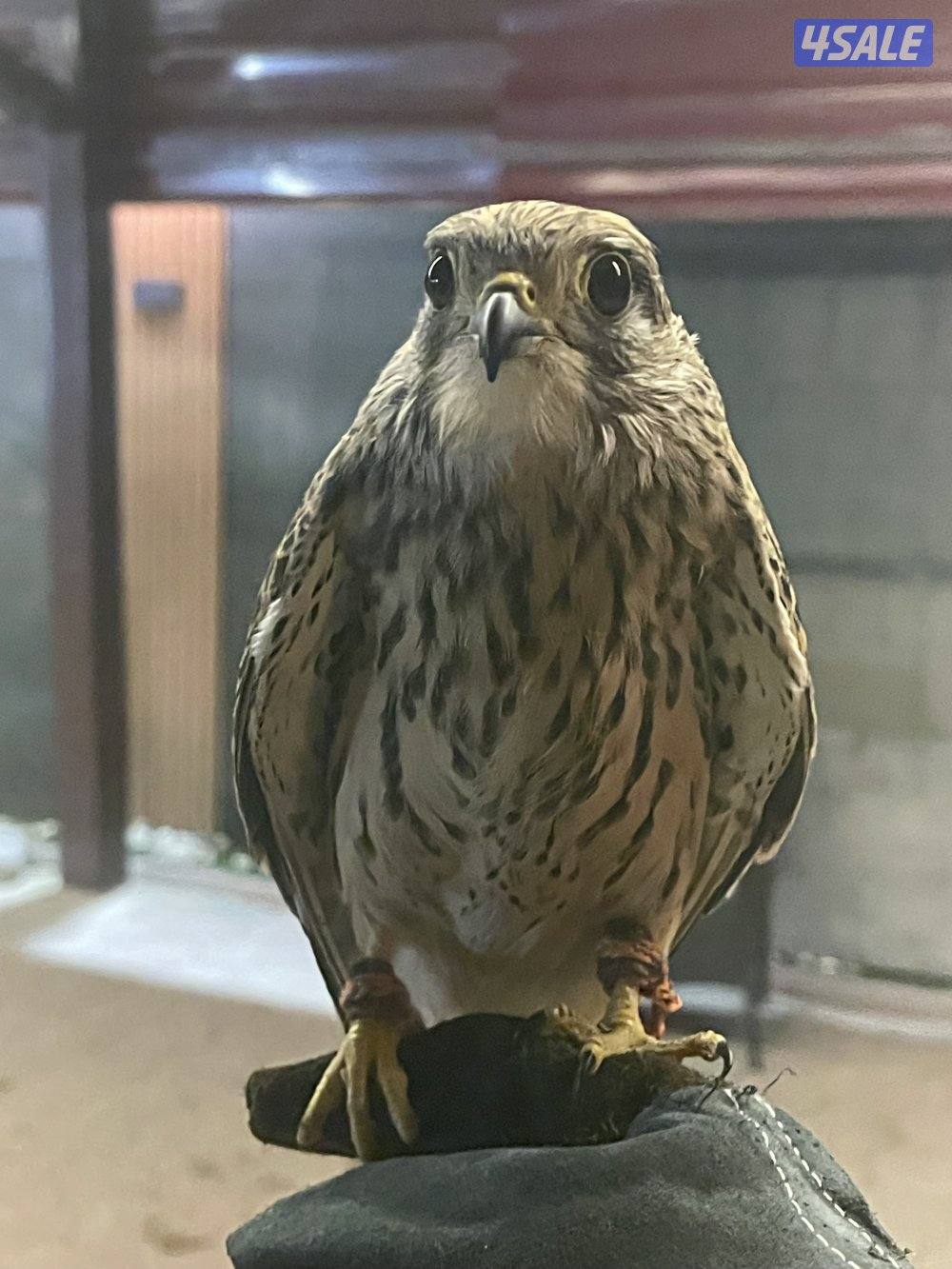 لبيع في مدرب و في  مو مدرب السعر حسب الطير يوجد توصيل لجميع مناطق4