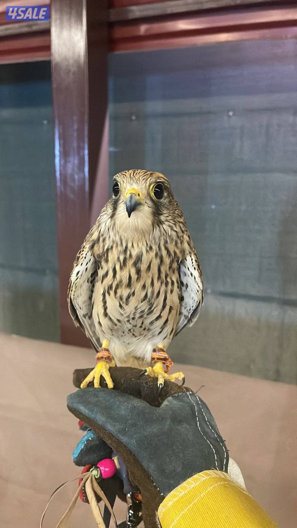 لبيع في مدرب و في  مو مدرب السعر حسب الطير يوجد توصيل لجميع مناطق5