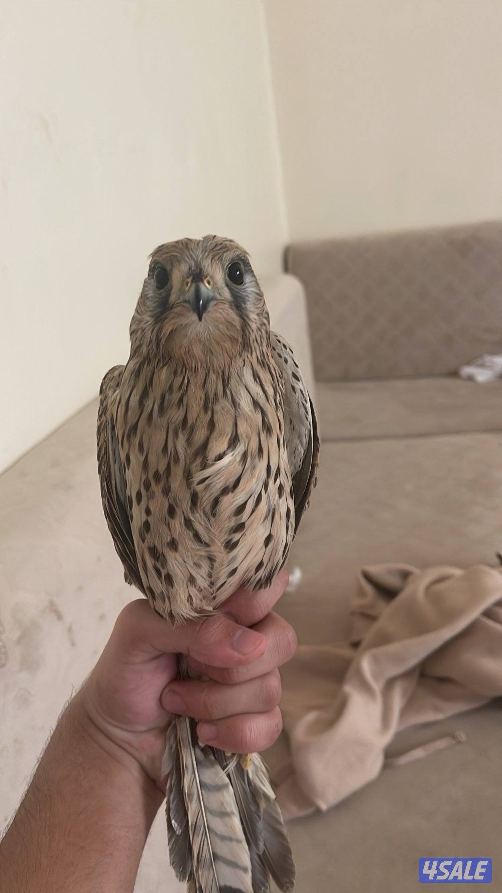 لبيع في مدرب و في  مو مدرب السعر حسب الطير يوجد توصيل لجميع مناطق6