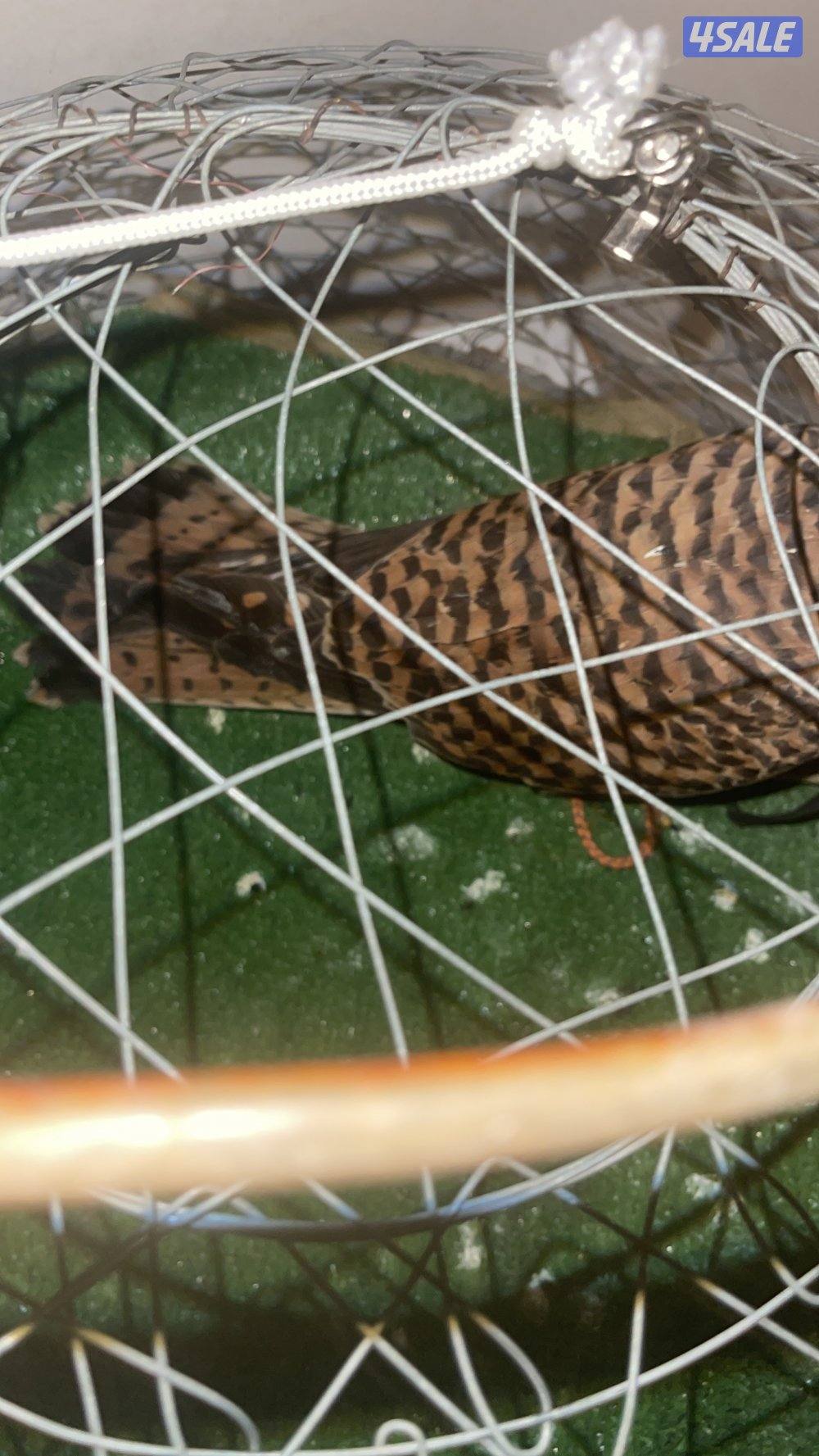 لبيع في مدرب و في  مو مدرب السعر حسب الطير يوجد توصيل لجميع مناطق7