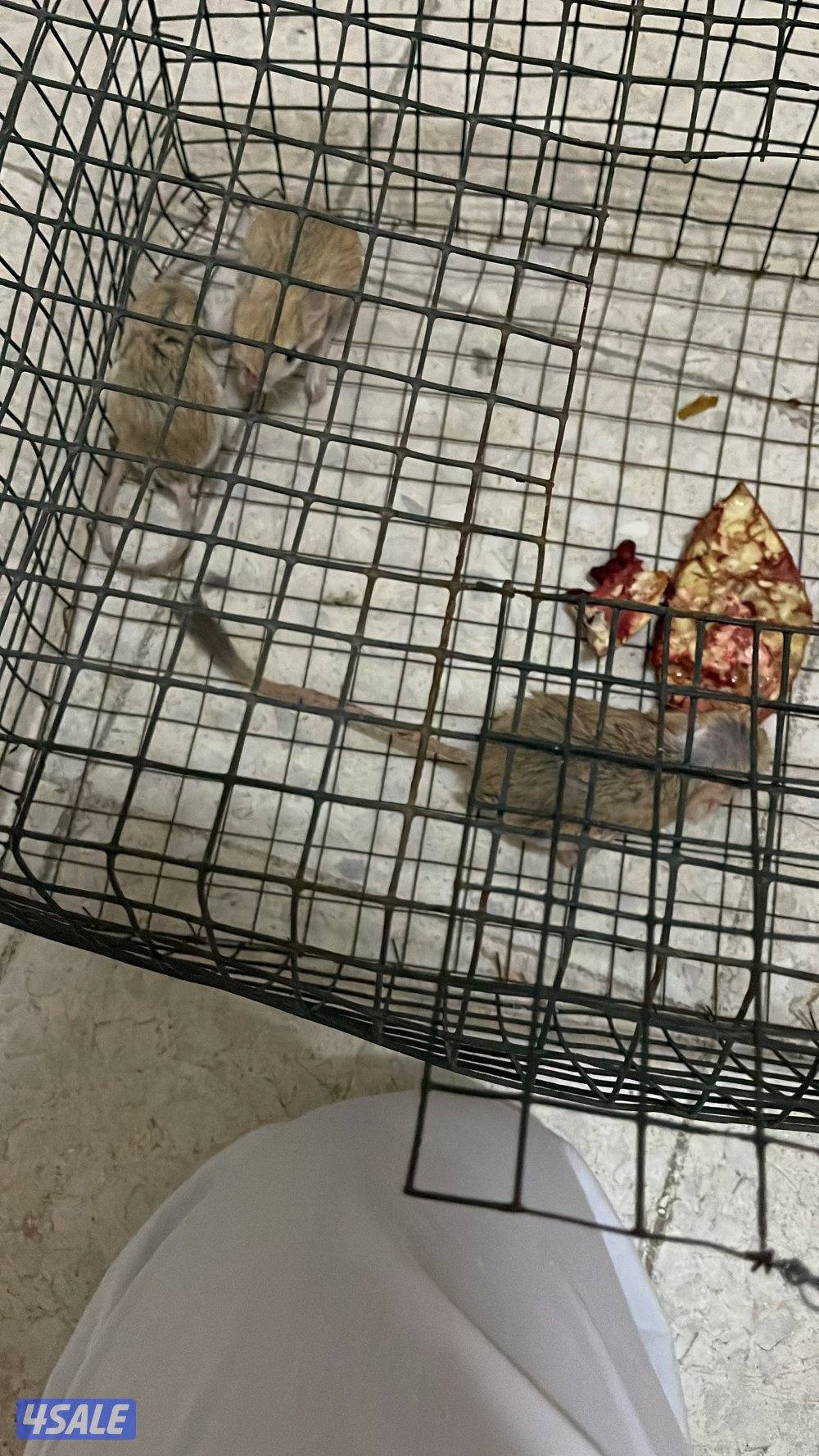 لبيع في مدرب و في  مو مدرب السعر حسب الطير يوجد توصيل لجميع مناطق8