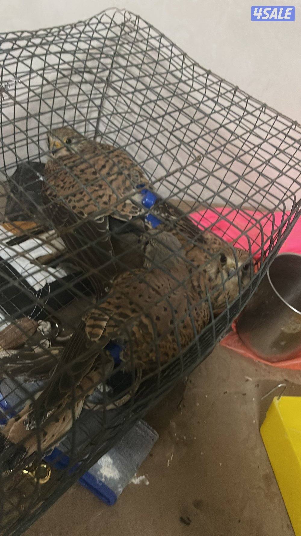 لبيع في مدرب و في  مو مدرب السعر حسب الطير يوجد توصيل لجميع مناطق9