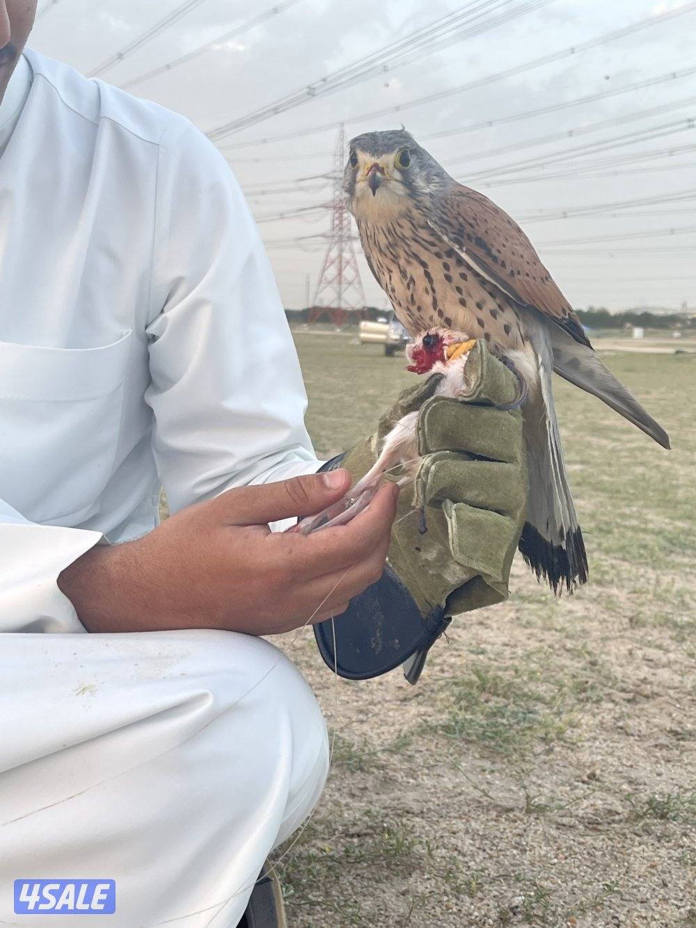 لبيع في مدرب و في  مو مدرب السعر حسب الطير يوجد توصيل لجميع مناطق10