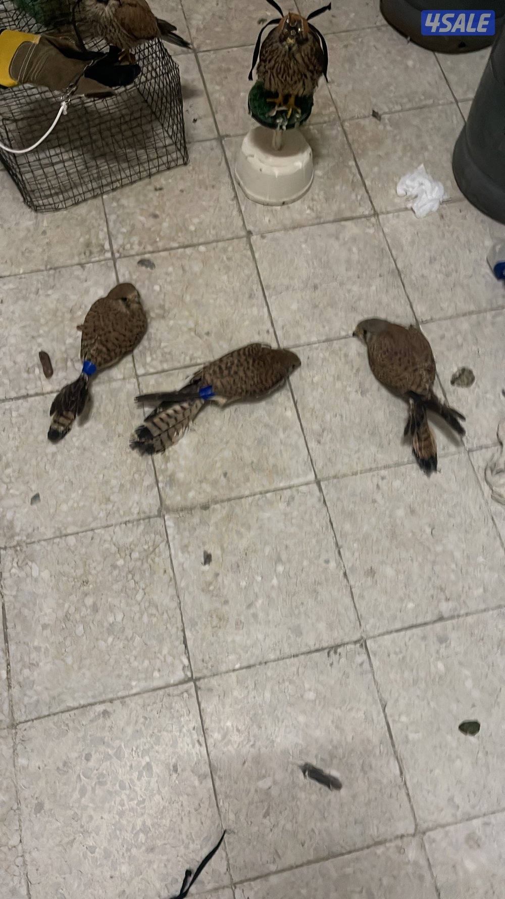 لبيع في مدرب و في  مو مدرب السعر حسب الطير يوجد توصيل لجميع مناطق11