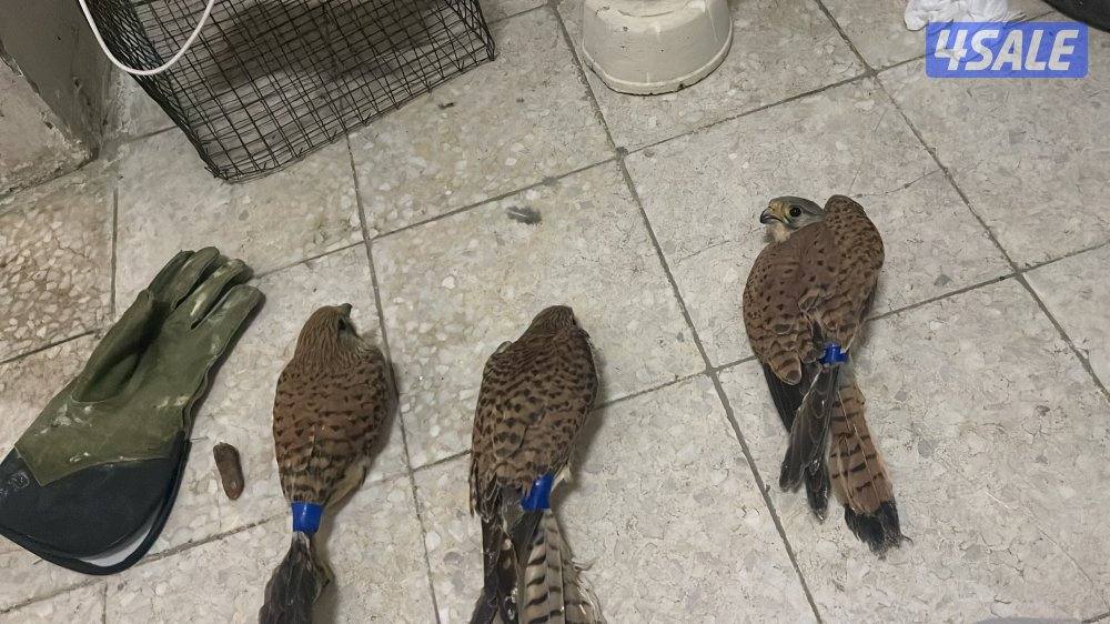 لبيع في مدرب و في  مو مدرب السعر حسب الطير يوجد توصيل لجميع مناطق12