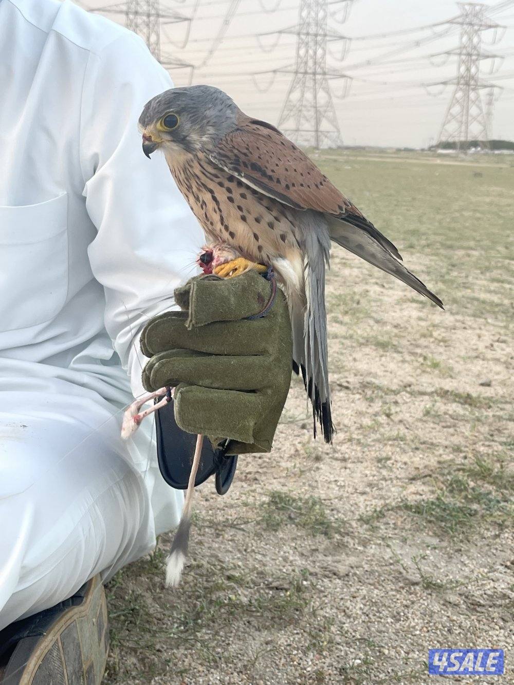 لبيع في مدرب و في  مو مدرب السعر حسب الطير يوجد توصيل لجميع مناطق13