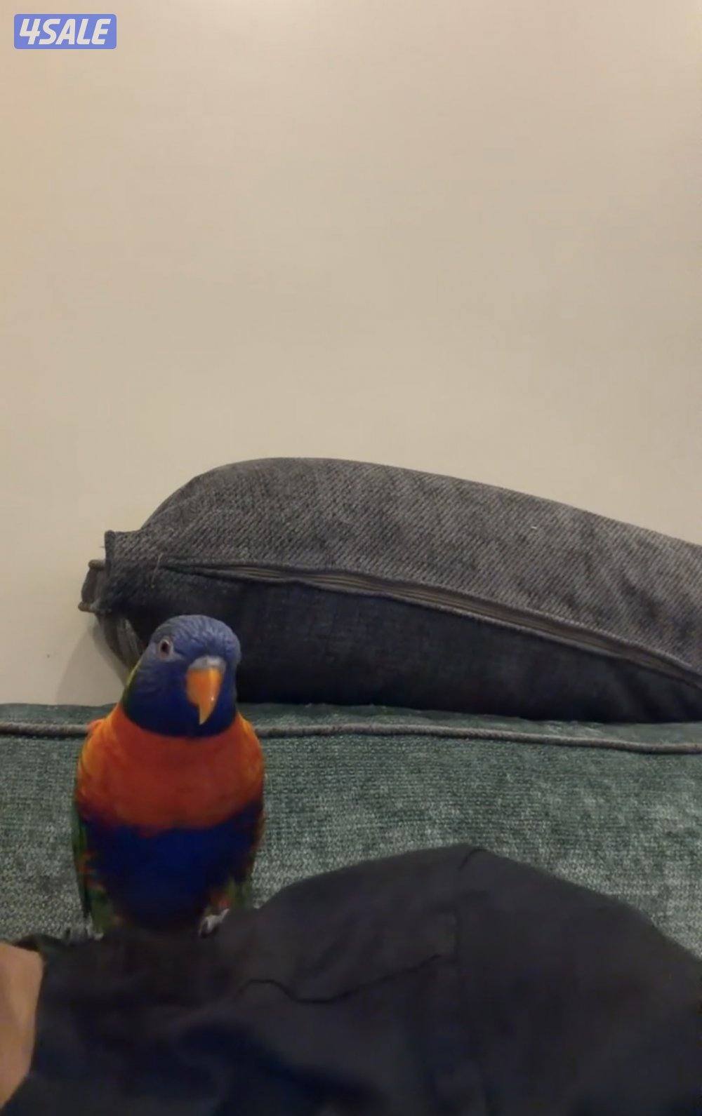 للبيع لوري ربوة ويتكلم وريشة كامل2