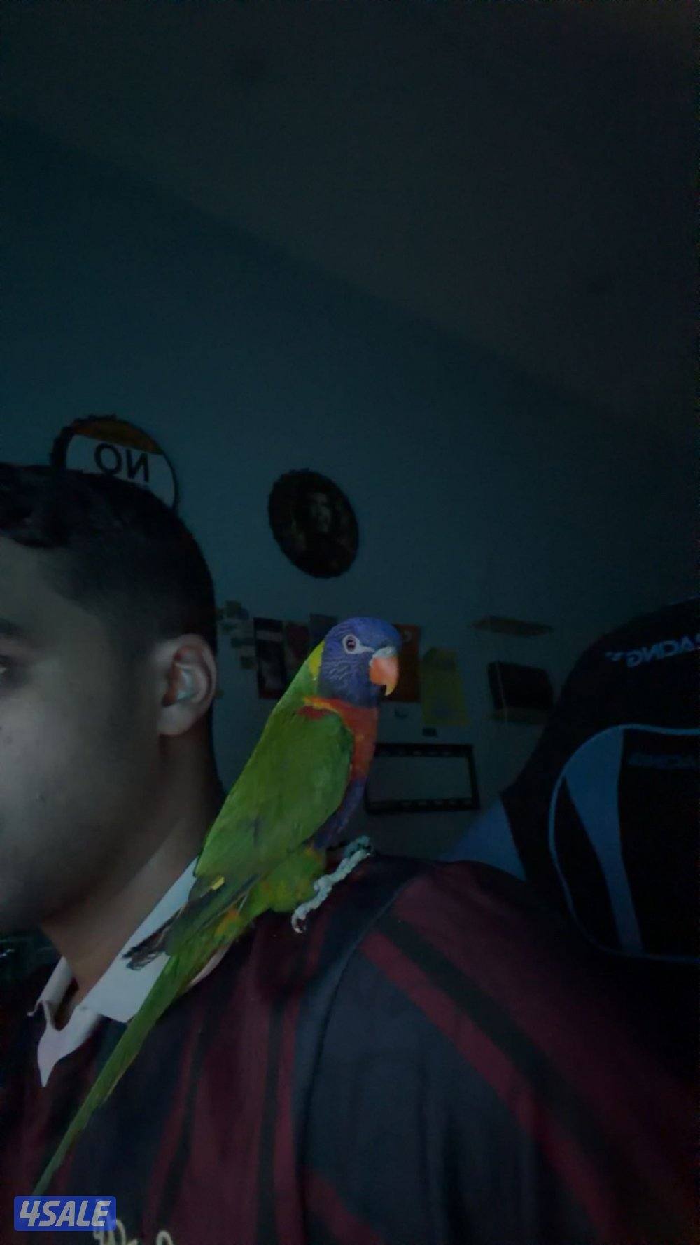 للبيع لوري ربوة ويتكلم وريشة كامل1