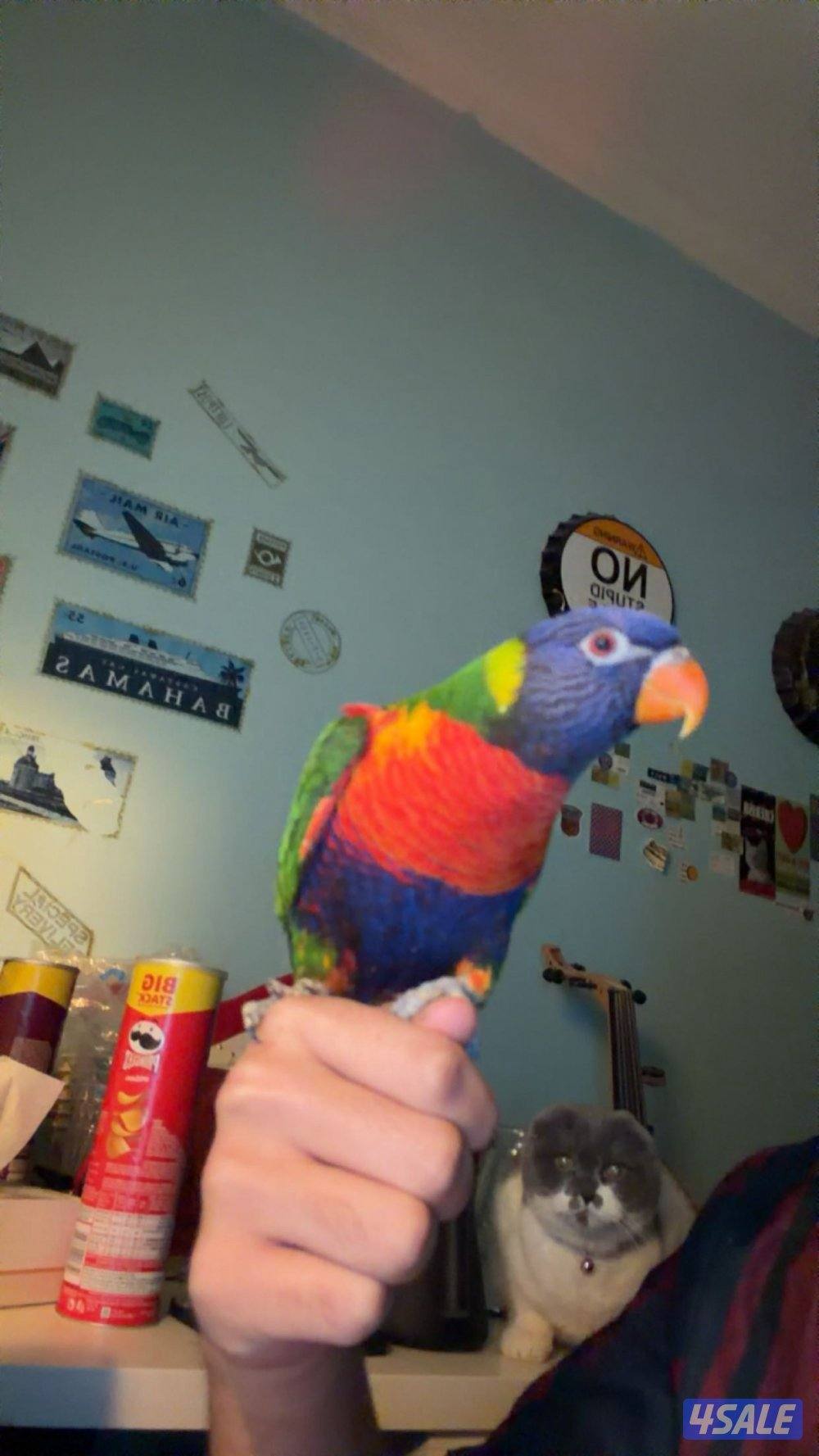 للبيع لوري ربوة ويتكلم وريشة كامل0