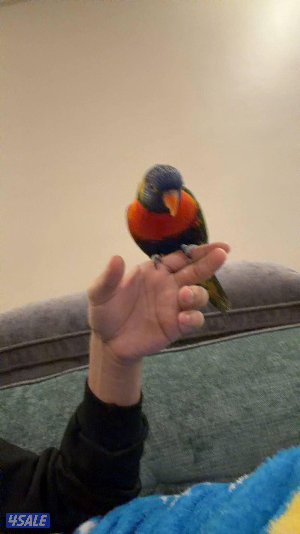 للبيع لوري ربوة ويتكلم وريشة كامل3