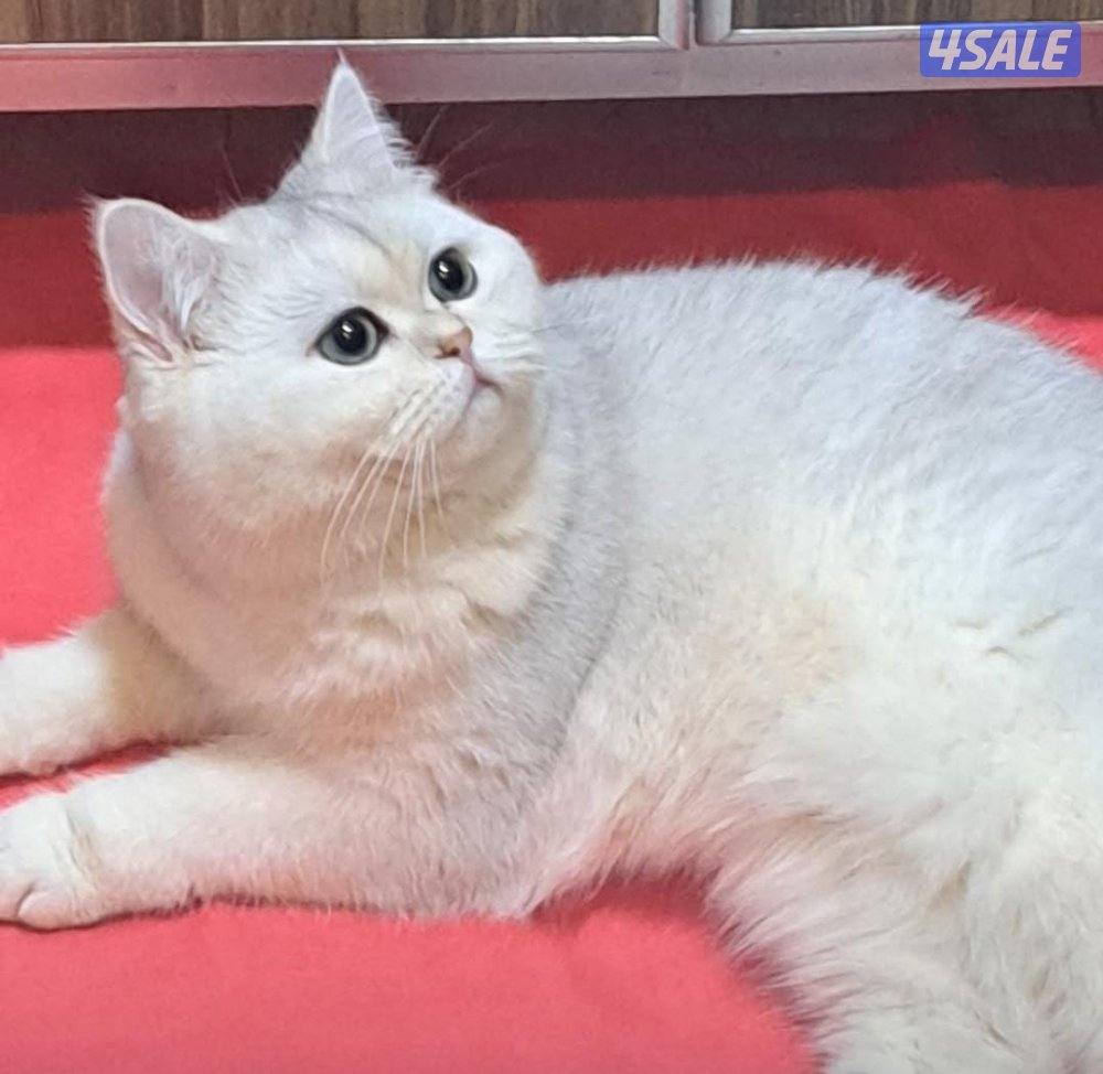 للتزاوج ذكر برتش /التزاوج في بيت الذكر1