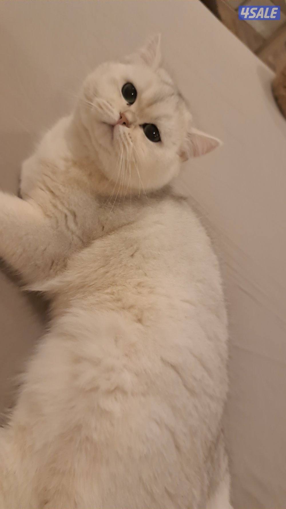 للتزاوج ذكر برتش /التزاوج في بيت الذكر0