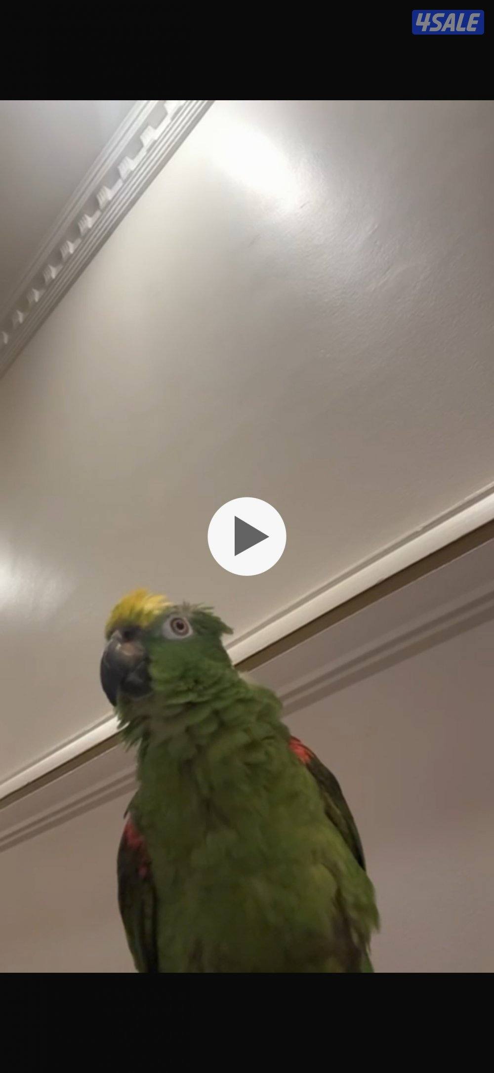 امازون مفقود في اشبيليا قطعه ٤ لمن يجده يتواصل على رقم التلفون0