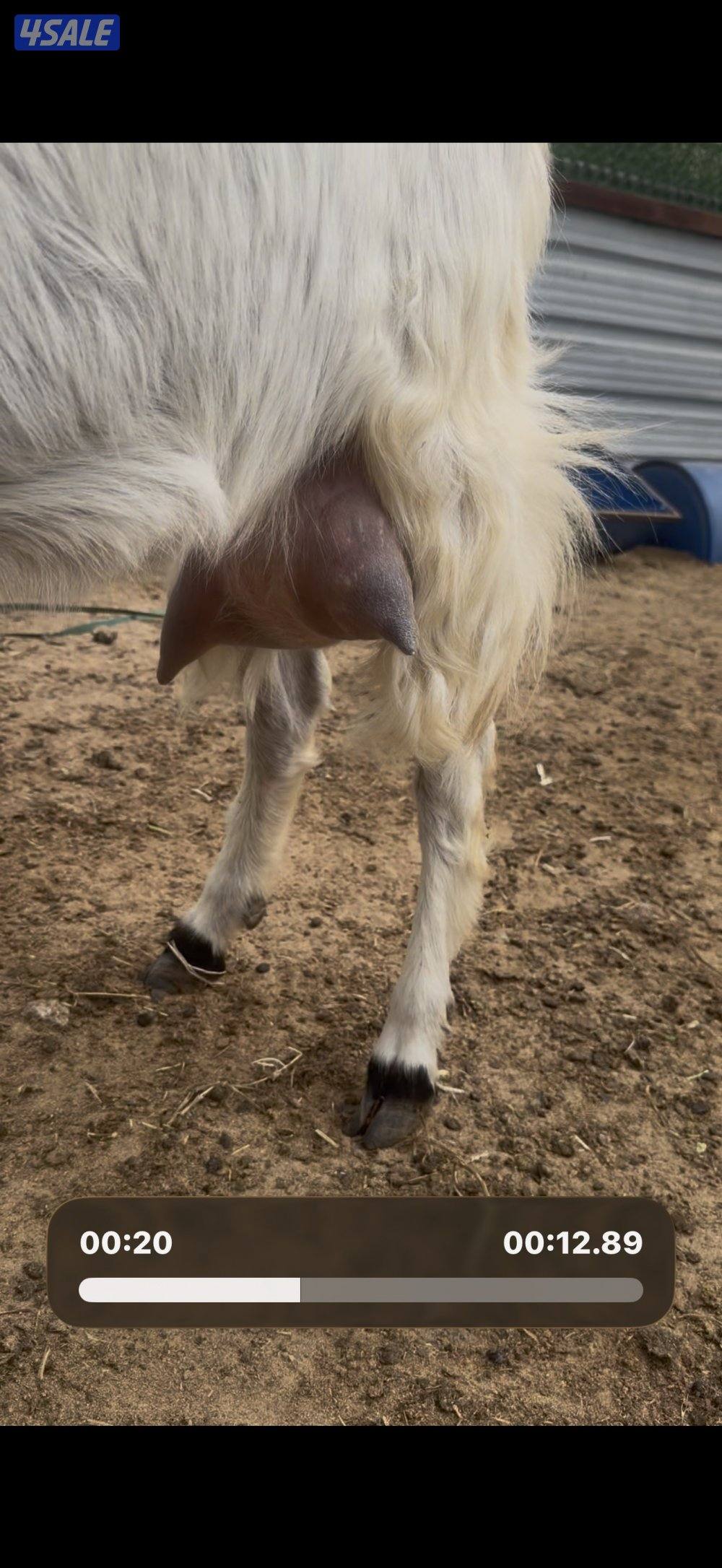 مطغل عارضيه توم وروم والام شرط الحليب طيب تبارك الرحمن0