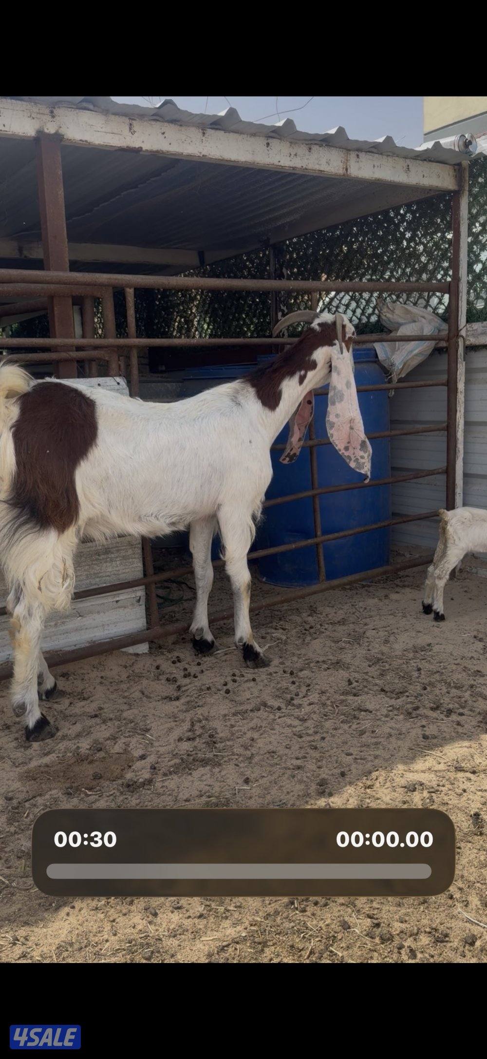 مطغل عارضيه توم وروم والام شرط الحليب طيب تبارك الرحمن1