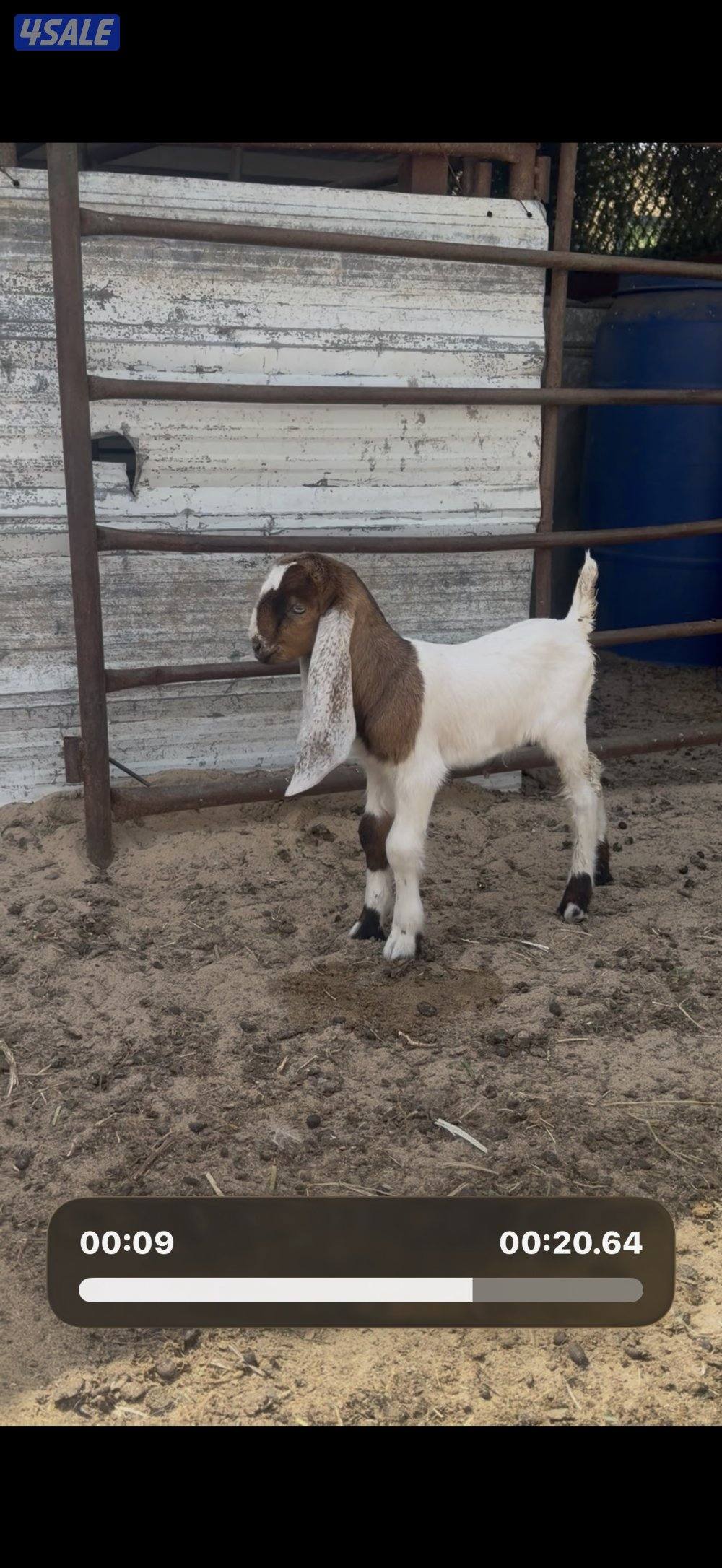 مطغل عارضيه توم وروم والام شرط الحليب طيب تبارك الرحمن2