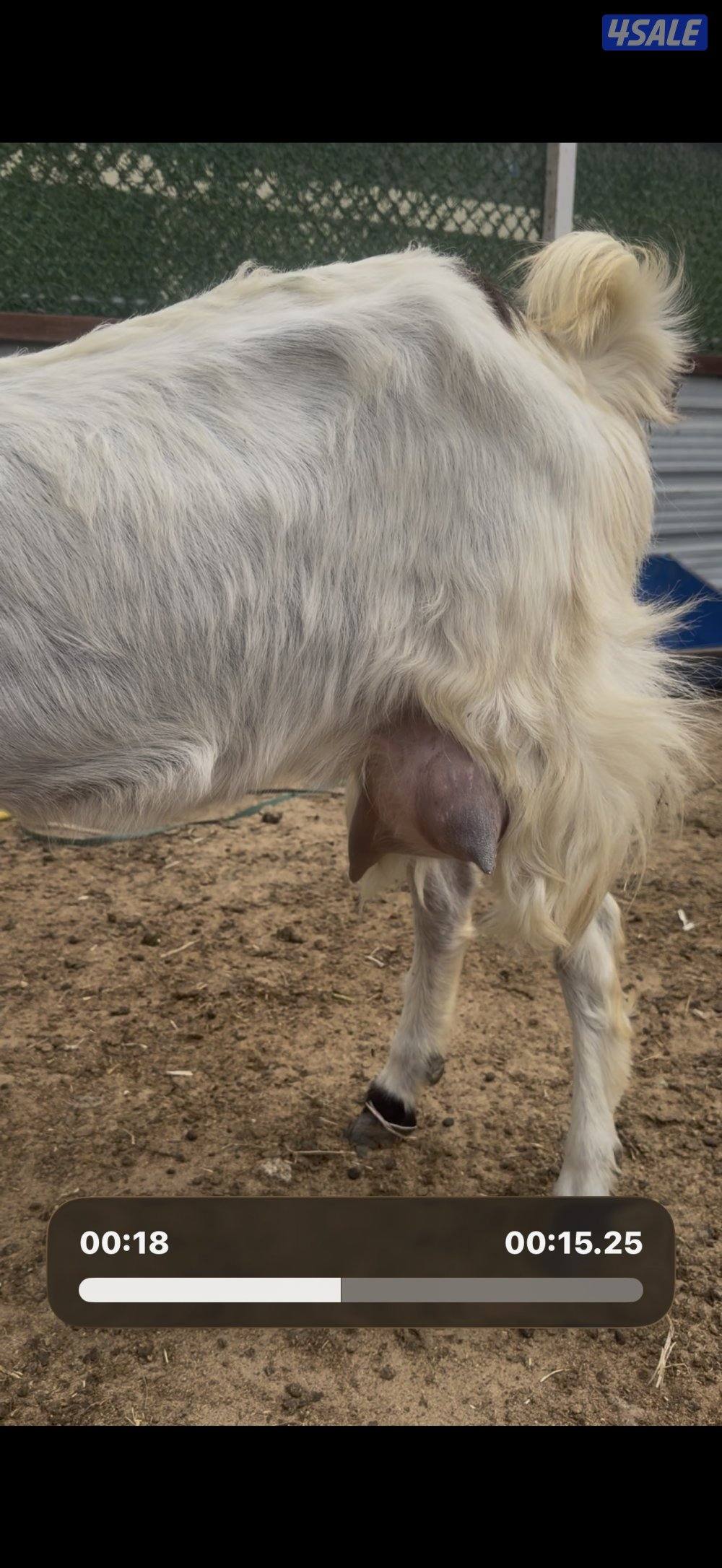 مطغل عارضيه توم وروم والام شرط الحليب طيب تبارك الرحمن3