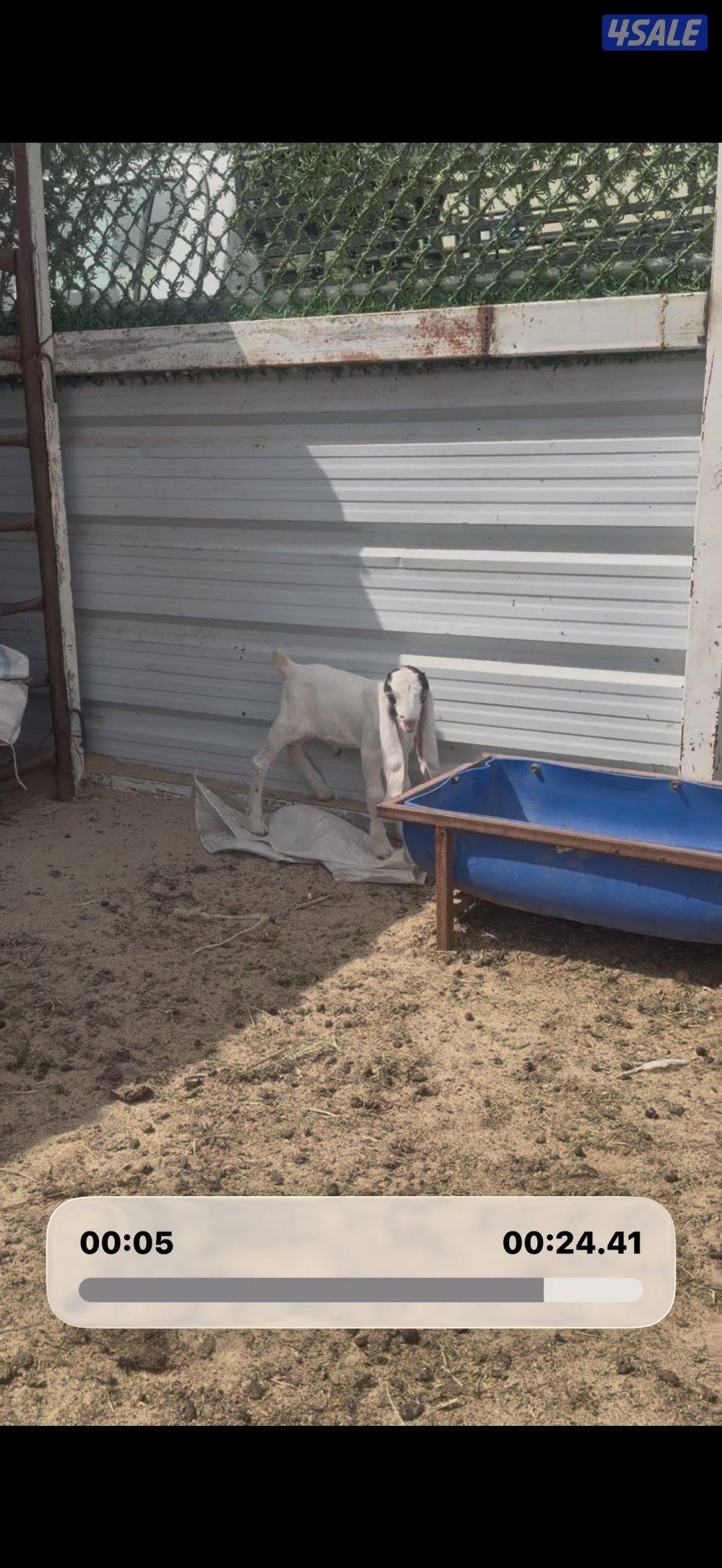 مطغل عارضيه توم وروم والام شرط الحليب طيب تبارك الرحمن4