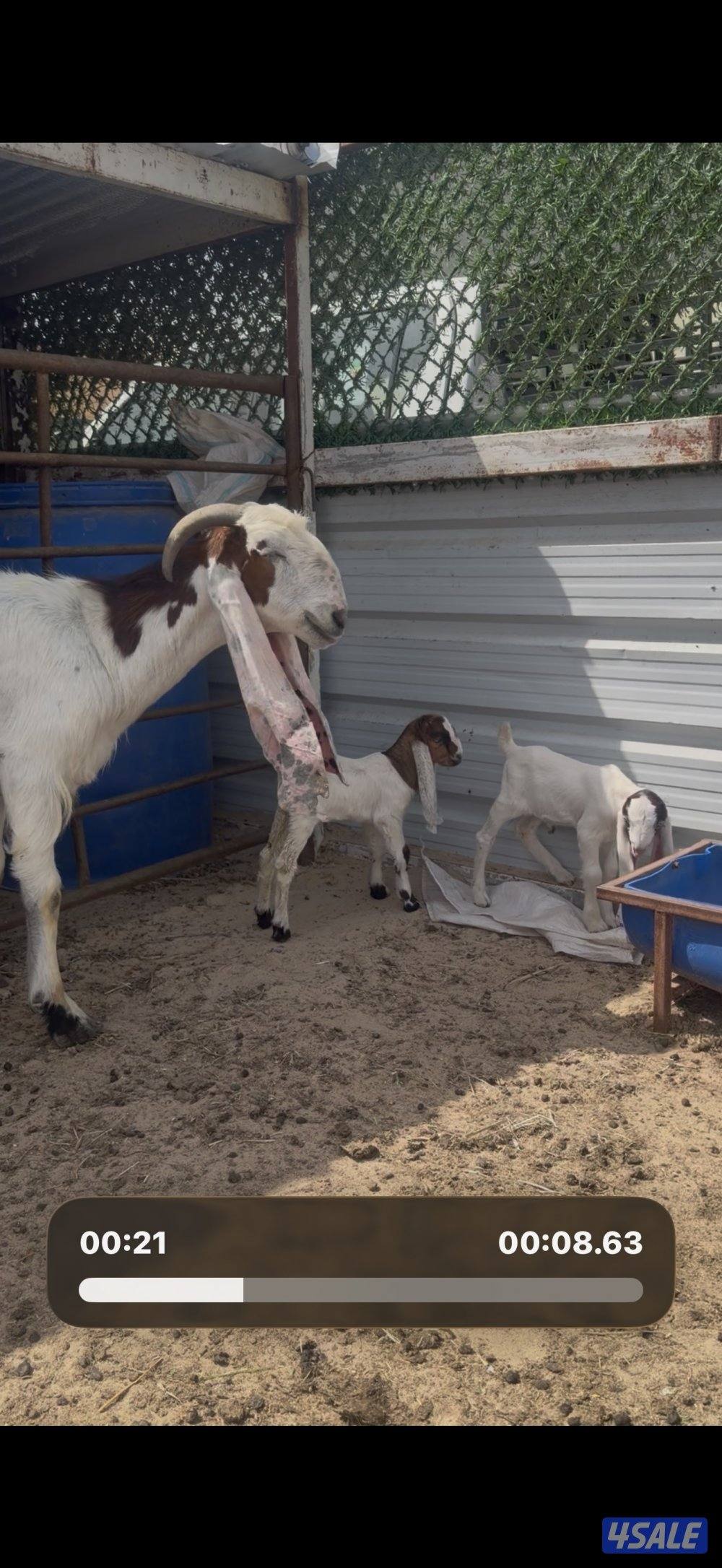 مطغل عارضيه توم وروم والام شرط الحليب طيب تبارك الرحمن5