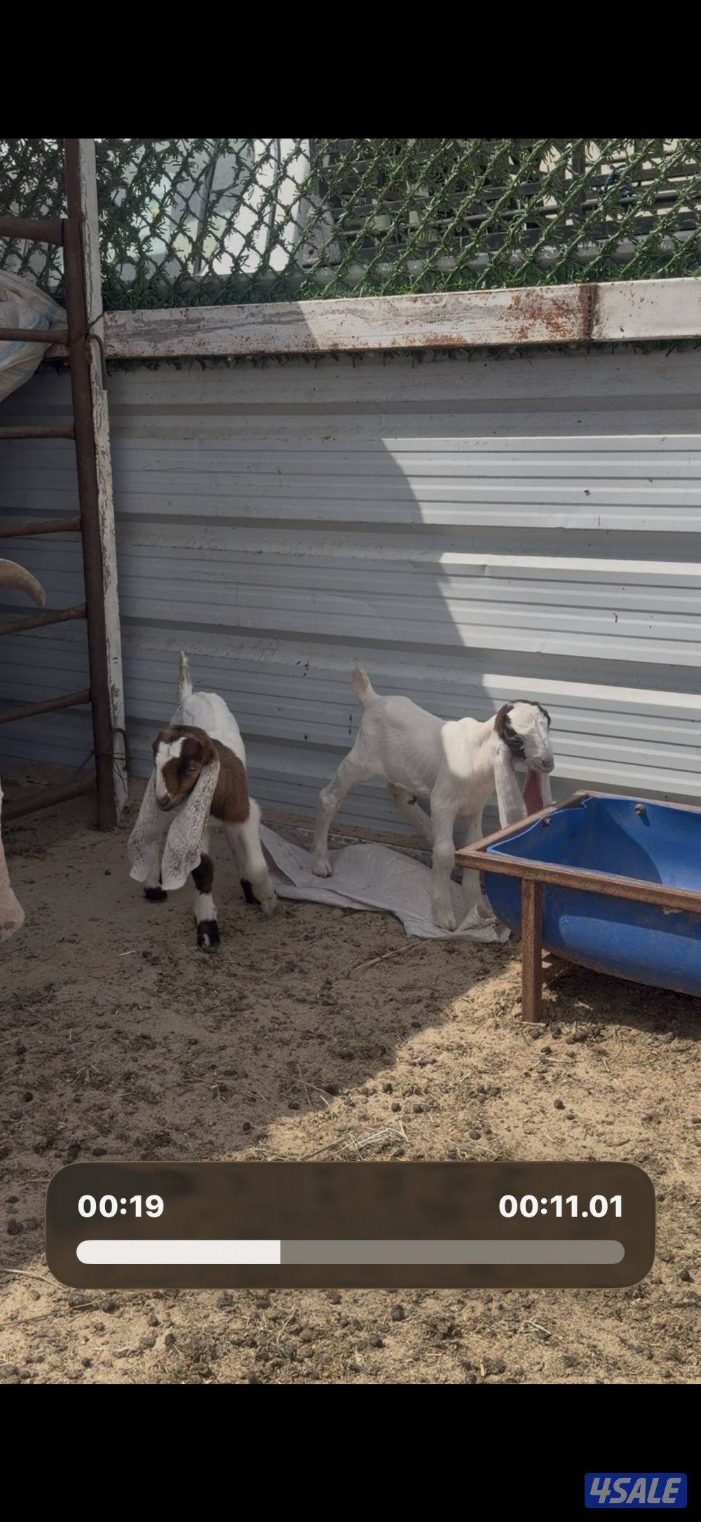 مطغل عارضيه توم وروم والام شرط الحليب طيب تبارك الرحمن6