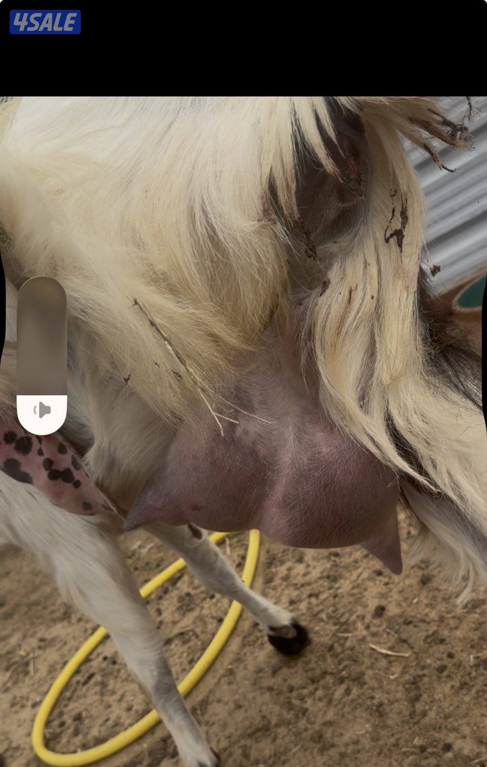 مطغل عارضيه توم وروم والام شرط الحليب طيب تبارك الرحمن7