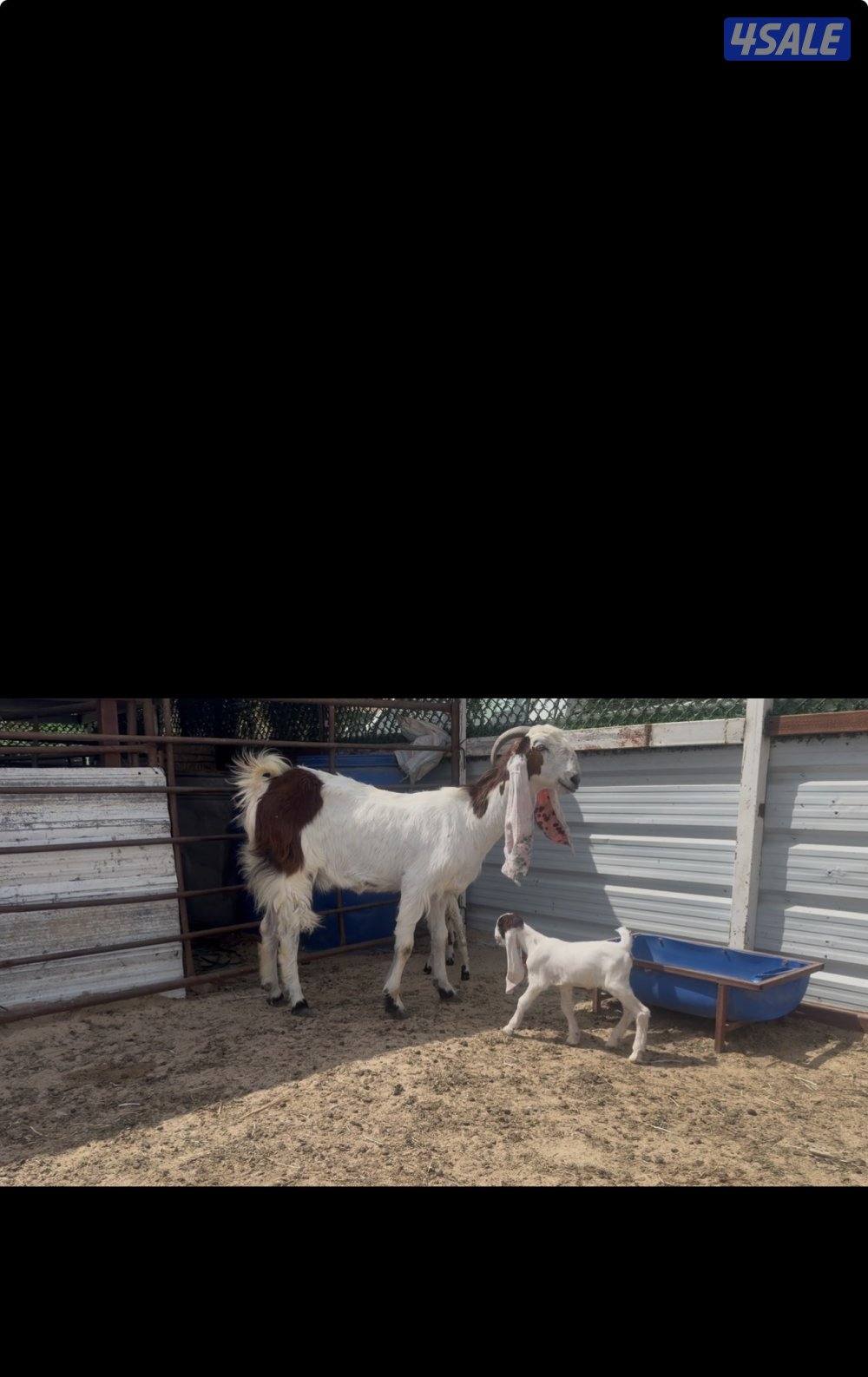 مطغل عارضيه توم وروم والام شرط الحليب طيب تبارك الرحمن8